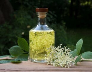 шампанское из бузины